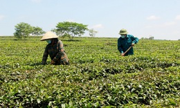 Thái Nguyên: Tỷ lệ hộ nghèo giảm mạnh, hướng tới mục tiêu phát triển bền vững