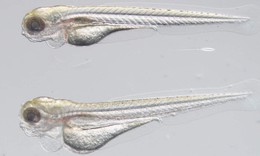 Sử dụng ph&#244;i c&#225; ngựa vằn để t&#236;m ra thuốc điều trị bệnh rối loạn bạch huyết