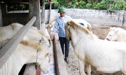 Loài ngựa quý hiếm được ví như 'vàng trắng' giúp người dân xứ Lạng đổi đời, xây nhà mua xe