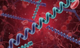 5 câu hỏi thường gặp nhất về bệnh giang mai