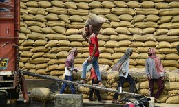 Thị trường nông sản: Giá gạo châu Á ảm đạm do nhu cầu yếu