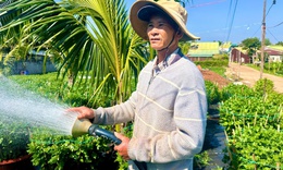 Người trồng hoa cúc Đắk Lắk phấn khởi vì được mùa, trúng giá dịp Tết