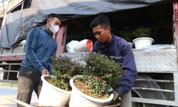 Hoa, cây cảnh tấp nập ven quốc lộ Nghệ An chờ người mua