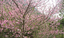 Chuyên gia chỉ cách 'điều khiển' hoa đào nở đúng Tết