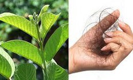 4 cách sử dụng lá ổi giảm rụng tóc