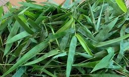 Thực hư về công dụng 'giải độc vaccine' của lá tre gai