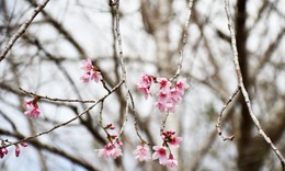 Mãn nhãn với sắc hoa anh đào đang nở rộ ở Măng Đen