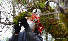 Mặc 'áo' rêu xanh cho đào cổ thụ