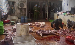 Khởi tố nhóm thu mua lợn chết, nhiễm dịch tả châu Phi bán ra thị trường