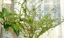 Nguyên nhân hoa tuyết mai 'cháy hàng' từ đầu tháng Chạp