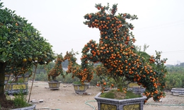 Ngắm 'đàn ngựa' quýt giá chục triệu đồng đón Tết Bính Ngọ
