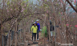 Cận Tết, người Hà Nội rộn ràng đi chọn đào, mua quất