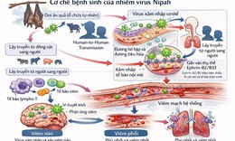 Virus Nipah - cơ chế gây bệnh và các biện pháp phòng ngừa