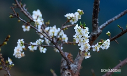 Bản Chu Va phủ trắng 'hoa tuyết'