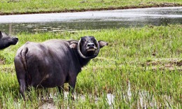 Ngỡ ngàng con trâu có cặp sừng cong tròn 'độc nhất vô nhị' ở Đà Nẵng