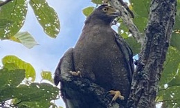 Ngắm dàn động vật quý hiếm được trở về rừng Tây Nguyên