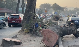 Tại sao cần chặt hạ loạt cây xà cừ cổ thụ trên đường 70?