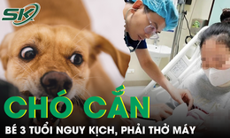 Bé 3 tuổi nguy kịch, phải thở máy do bị chó nhà nặng 30kg tấn công