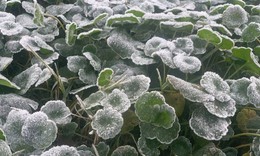 Vùng biên Nghệ An rét kỷ lục, xuất hiện băng giá