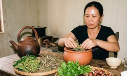 Bài thuốc có lá sung giúp thanh nhiệt