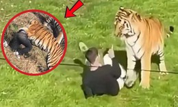 Trèo vào chuồng chụp ảnh, nhảy múa với hổ, người đàn ông tử vong sau 20 phút