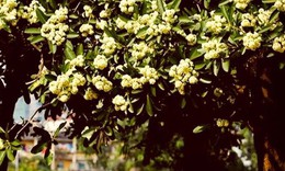 Hương hoa sữa nồng nàn khiến khách Tây có trải nghiệm khó quên ở Hà Nội