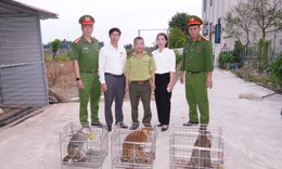 Nhiều người dân Hải Phòng bắt được cá thể khỉ quý hiếm đi lạc