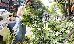 Hà Nội cắt tỉa hoa sữa, nhiều người tranh thủ nhặt mang về cắm