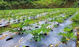 Đưa dược liệu lên sàn thương mại điện tử, thêm cơ hội cho bà con dân tộc thiểu số