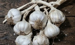 Tỏi có lợi cho sức khỏe như thế nào?