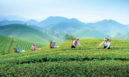 Từ cây thuốc đến du lịch xanh: Mở hướng phát triển kinh tế vùng