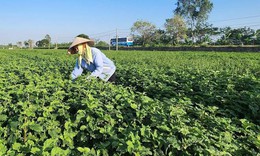 Từ những chuyến đi tìm cây thuốc đến hành trình bảo tồn giá trị dược liệu Việt