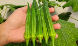 Đậu bắp vị thuốc quý dân dã giúp hạ đường huyết và bảo vệ tim mạch