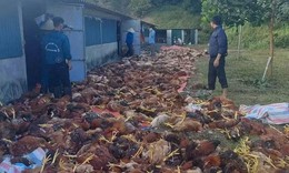 Hơn 3.000 con gà sắp xuất bán chết do chập điện