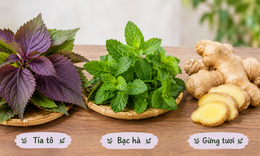 3 cây thuốc nam chữa cảm cúm, giảm đau nhức cơ thể