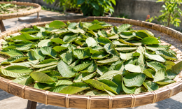 Lá ổi sấy hay phơi nắng tốt hơn để pha trà?