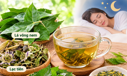 4 bài thuốc từ lá vông nem chữa mất ngủ