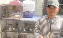 Khởi tố người mua bán, trao đổi 36 cá thể chim hoang dã