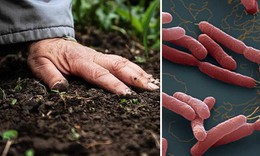 Bệnh Whitmore dễ bị bỏ sót do triệu chứng không điển hình