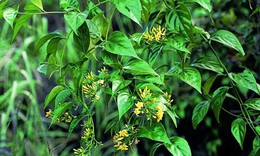 Học sinh lớp 8 tử vong sau khi tò mò ăn thử lá ngón