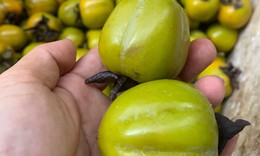 Cách lựa chọn và ăn hồng ngâm vừa ngon vừa an toàn