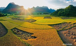 Mùa vàng rực rỡ ở Trùng Khánh, Cao Bằng