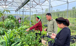 Khi người dân trở thành mắt xích trong chuỗi giá trị dược liệu