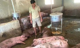 Sét đánh trúng đàn lợn hơn 50 con đang chờ xuất bán, nông dân trắng tay