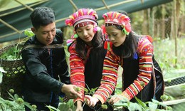 Giữ gìn nguồn tài nguyên quý cho tương lai dược liệu Việt