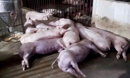 Sét đánh chết cả đàn lợn 50 con ngay trước ngày xuất chuồng