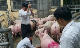 Hơn 10.000 tấn heo dùng chất cấm đã được đưa ra thị trường