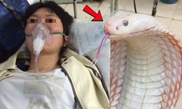 Bị rắn trắng cắn khi đang hái chè, nữ công nhân cấp cứu nguy kịch