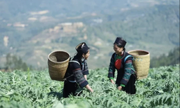 Bảo tồn nguồn gen mở hướng phát triển dược liệu bền vững