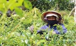 Chuẩn GACP-WHO: Bước tiến nâng giá trị dược liệu Việt